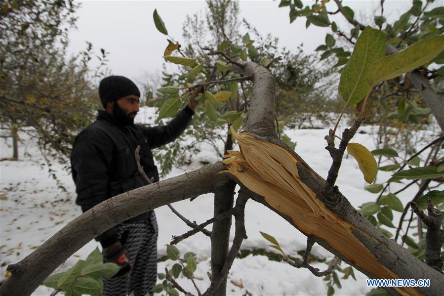 KASHMIR-SRINAGAR-SNOWFALL-FARMERS' LOSS