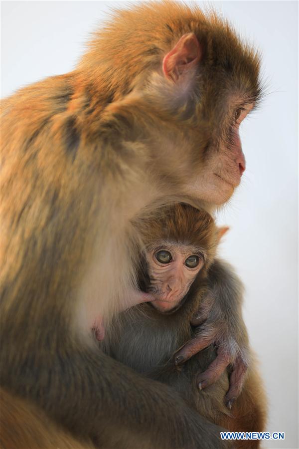 #CHINA-LIANYUNGANG-HUAGUO MOUNTAIN-MONKEY(CN)