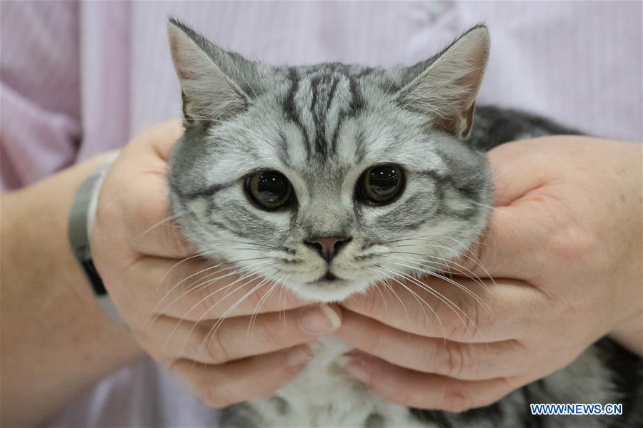 HUNGARY-BUDAPEST-INTERNATIONAL CAT SHOW