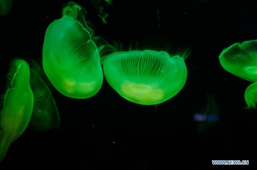 SOUTH KOREA-JEJU ISLAND-AQUA PLANET