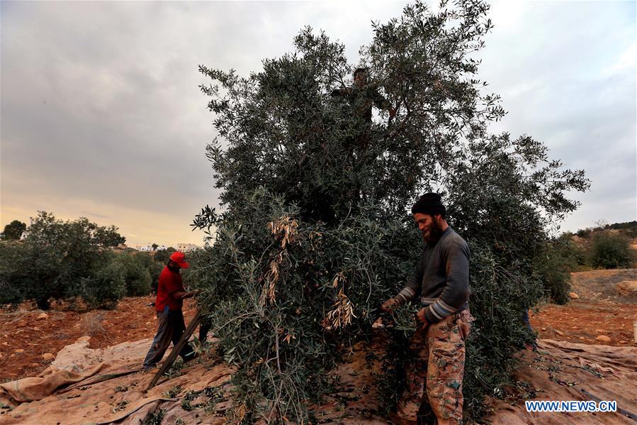 JORDAN-JERASH-FARMERS-OLIVES-PICKING