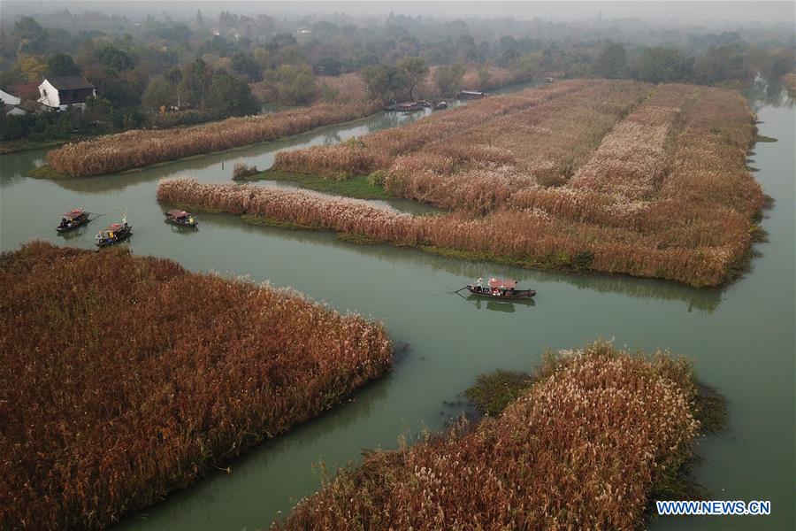 CHINA-ZHEJIANG-HANGZHOU-REED FLOWERS (CN)