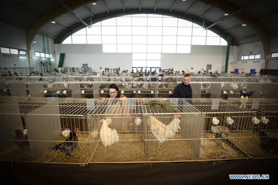 POLAND-WARSAW-ORNAMENTAL CHICKENS SHOW