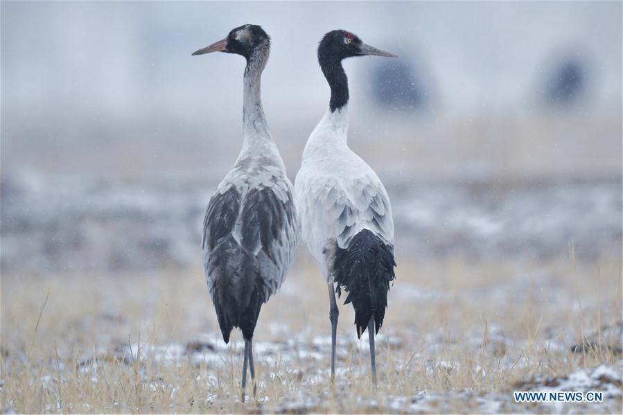 CHINA-TIBET-BLACK-NECKED CRANES (CN)