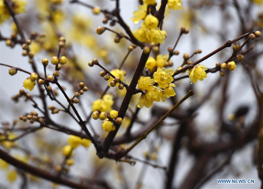 #CHINA-JIANGSU-HUAI'AN-PLUM BLOOSSOM (CN)