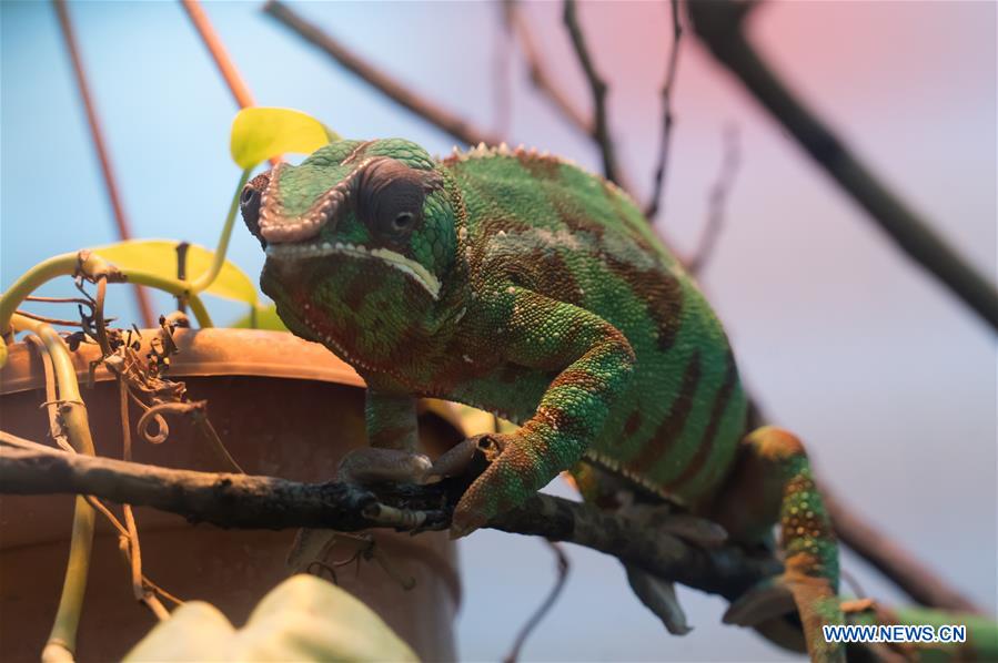 HUNGARY-BUDAPEST-ZOO-ANIMAL CENSUS