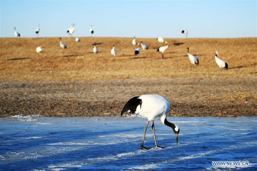 CHINA-HEILONGJIANG-RED-CROWNED CRANES (CN)