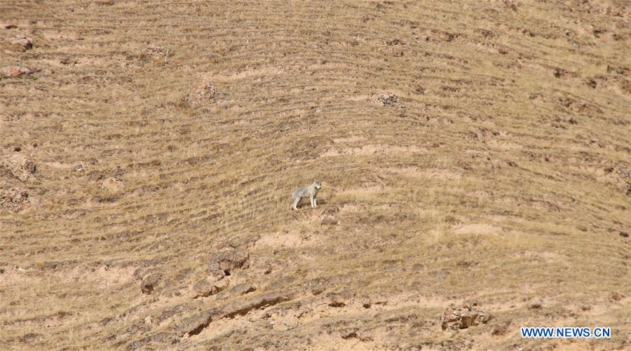 CHINA-QINGHAI-WILD ANIMALS-SCENERY (CN)