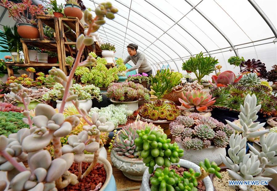 CHINA-HEBEI-SUCCULENT PLANTS-ECONOMY (CN)