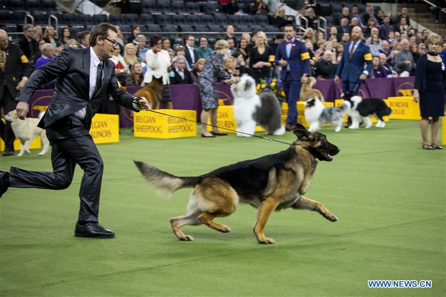 U.S-NEW YORK-DOG SHOW