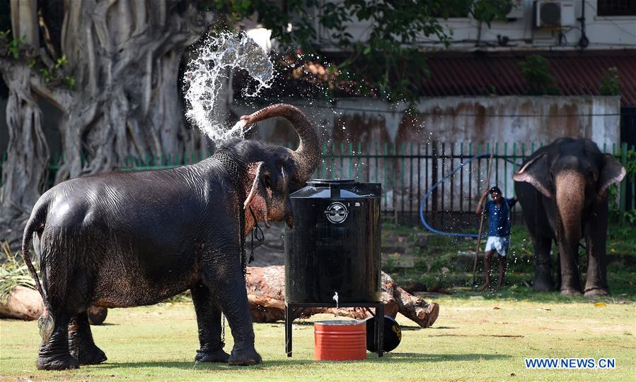 SRI LANKA-COLOMBO-NAVAM-ELEPHANTS