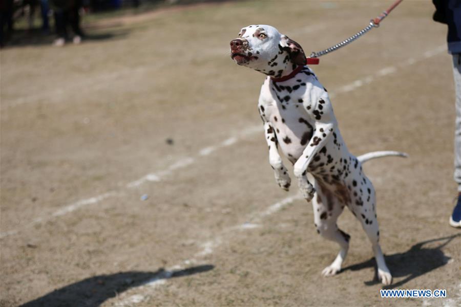 NEPAL-KATHMANDU-DOG SHOW