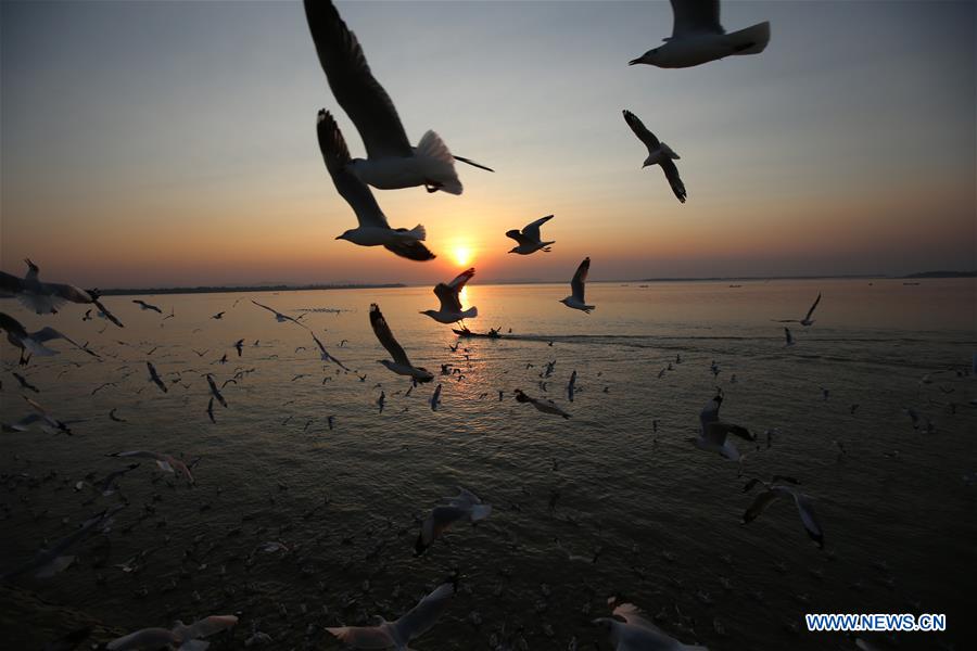 MYANMAR-MAWLAMYINE-GULLS-SUNSET