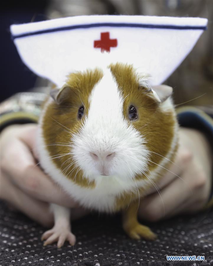 U.S.-HOUSTON-RABBIT-CAVY-COSTUME CONTEST