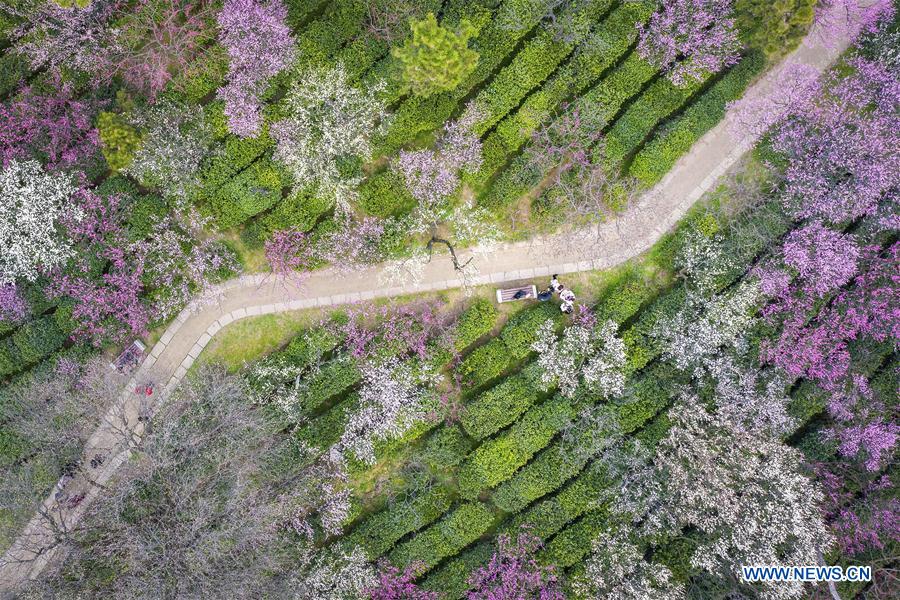 #CHINA-JIANGSU-NANJING-SPRING-FLOWERS (CN)