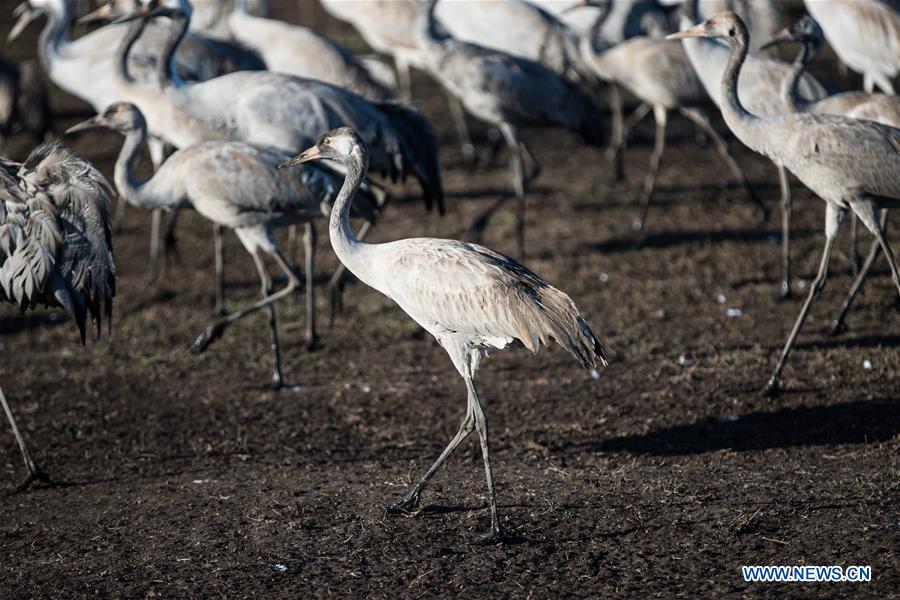 ISRAEL-HULA VALLEY-BIRD-MIGRATION