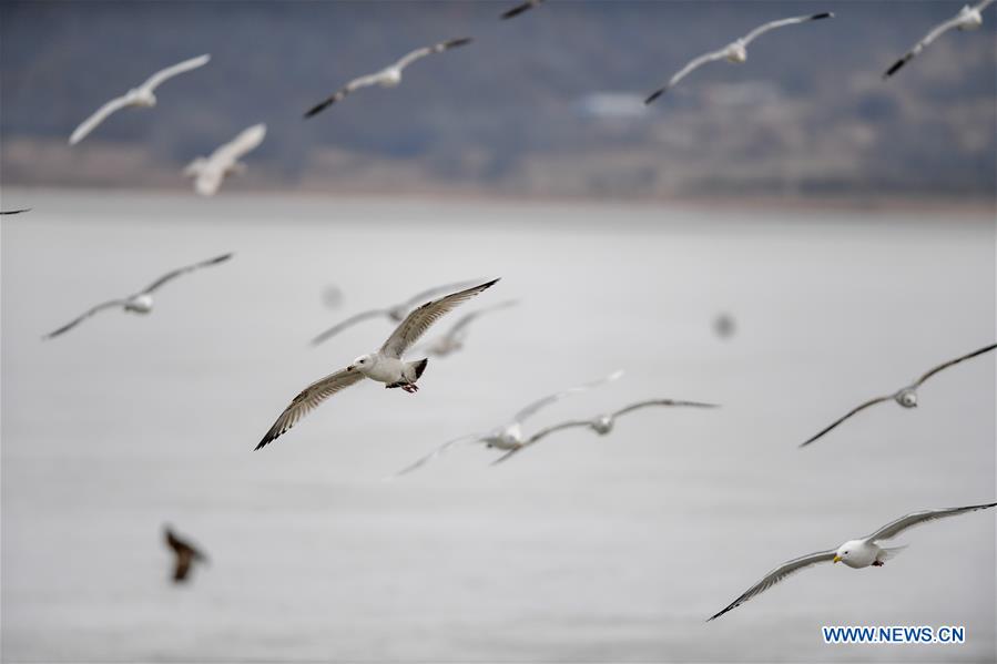 CHINA-JILIN-BIRD-MIGRATION (CN)