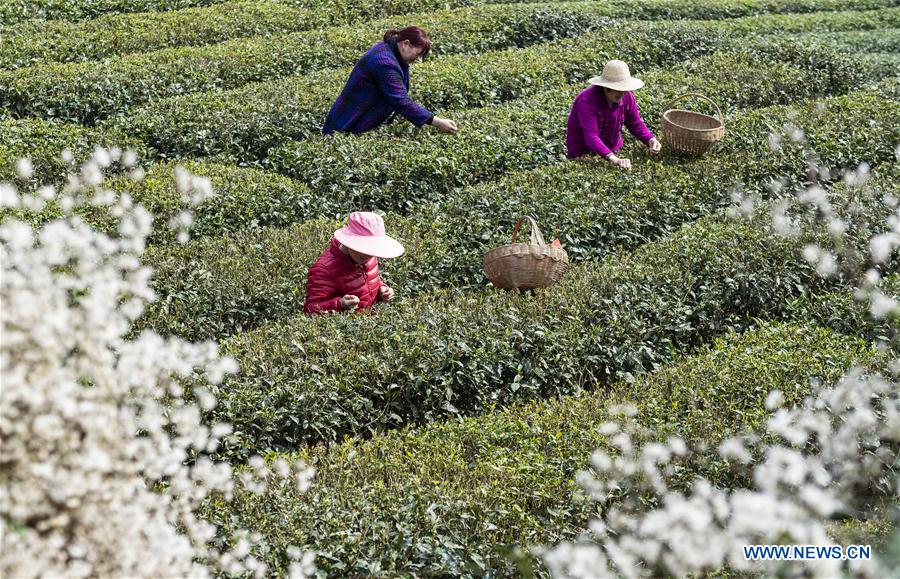 #CHINA-SPRING-FARM WORK (CN)