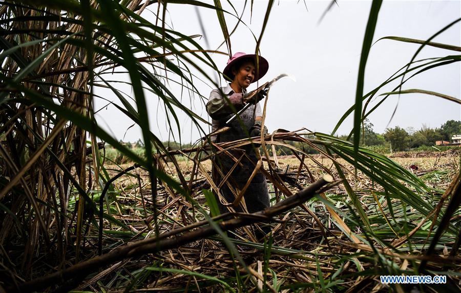 CHINA-GUANGXI-QINZHOU-SUGAR CANE-HARVEST (CN)