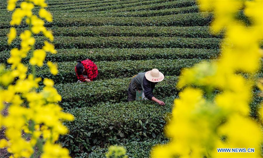 #CHINA-TEA-HARVESTING (CN)