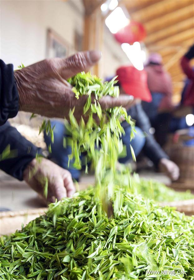 #CHINA-JIANGXI-JIUJIANG-TEA-HARVEST (CN)