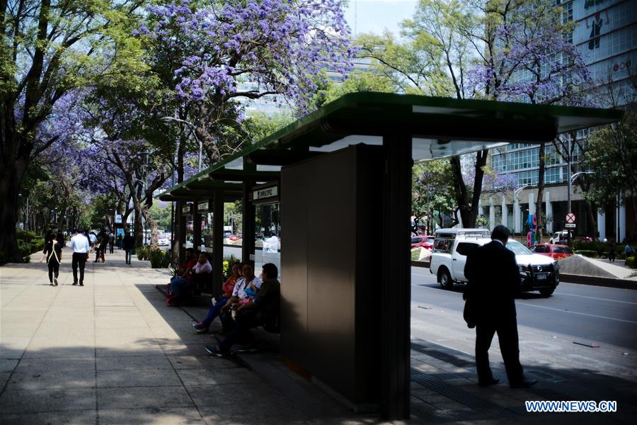 MEXICO-MEXICO CITY-JACARANDA-BLOSSOMS