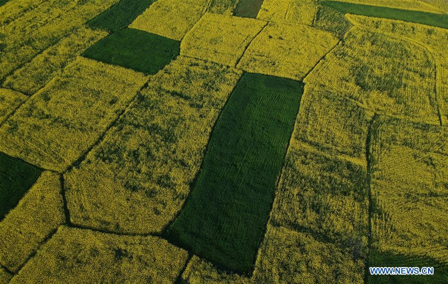 KASHMIR-SRINAGAR-MUSTARD BLOSSOM SCENERY