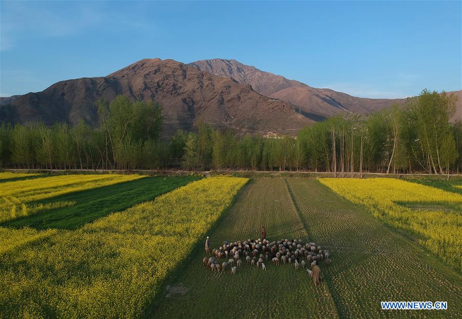 KASHMIR-SRINAGAR-MUSTARD BLOSSOM SCENERY