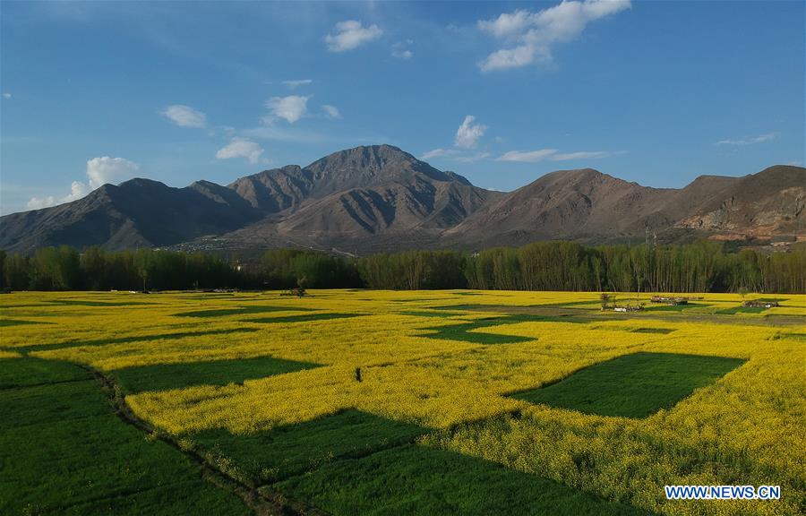 KASHMIR-SRINAGAR-MUSTARD BLOSSOM SCENERY