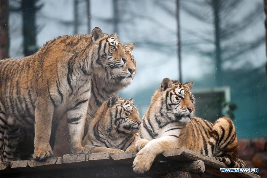 CHINA-HEILONGJIANG-SNOW-SIBERIAN TIGERS (CN)