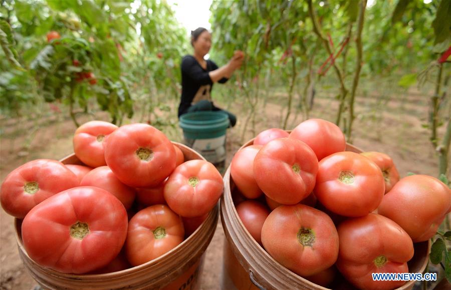 #CHINA-AGRICULTURE-FARM WORK (CN)