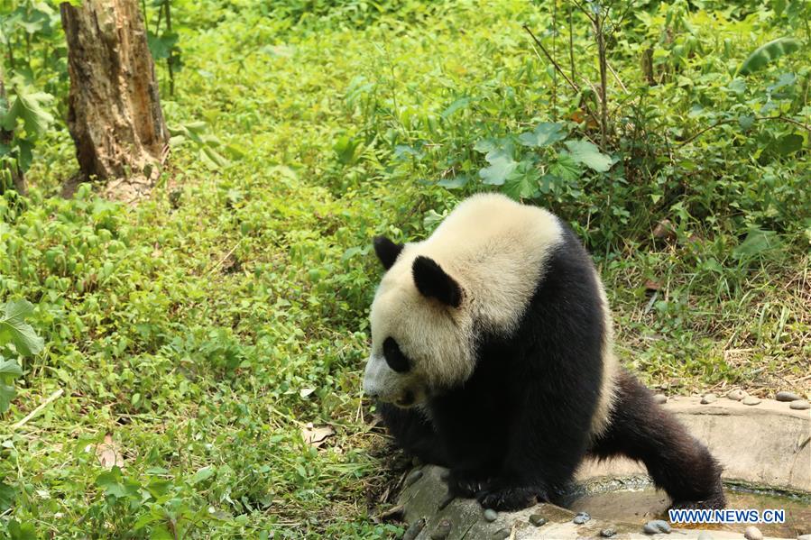 CHINA-SICHUAN-GIANT PANDA-RUSSIA-QUARANTINE (CN)