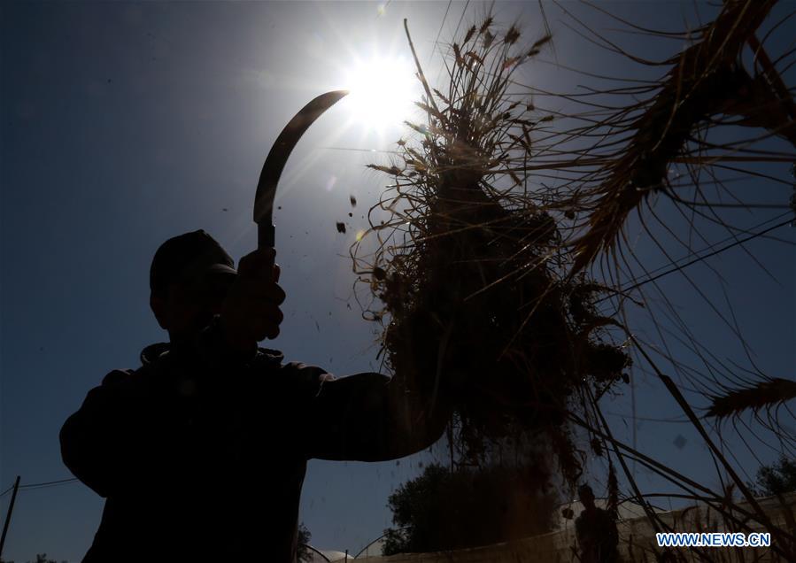 MIDEAST-KHAN YOUNIS-HARVEST-WHEAT