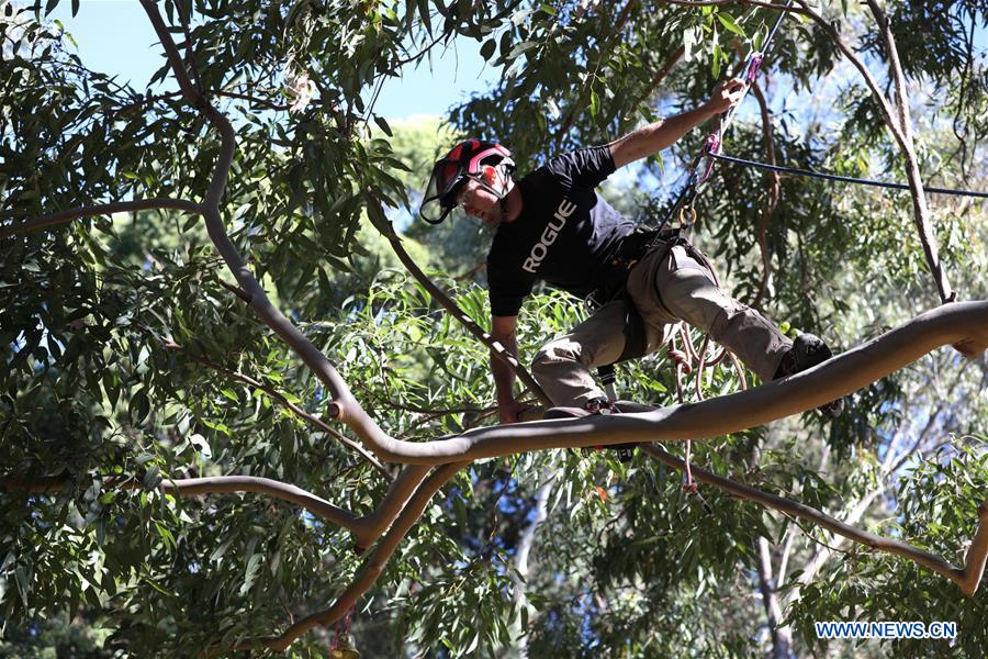 AUSTRALIA-CANBERRA-LEISURE-TREE CLIMBING