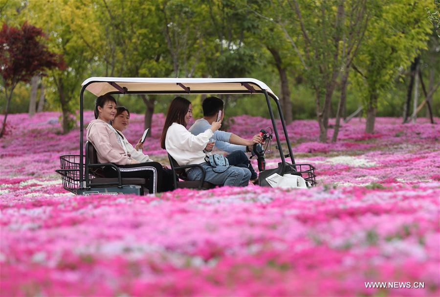 CHINA-LIAONING-DALIAN-SHIBAZAKURA-BLOSSOM (CN)