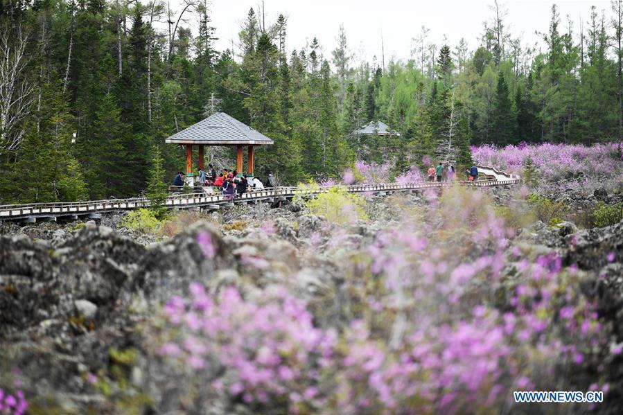 CHINA-HEILONGJIANG-YICHUN-AZALEA (CN)