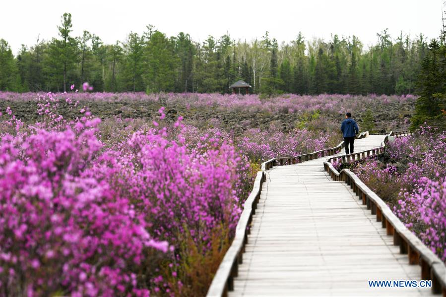 CHINA-HEILONGJIANG-YICHUN-AZALEA (CN)