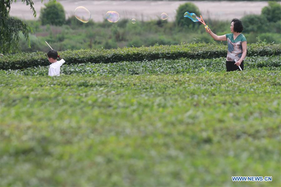 CHINA-GUIZHOU-TEA GARDEN (CN)