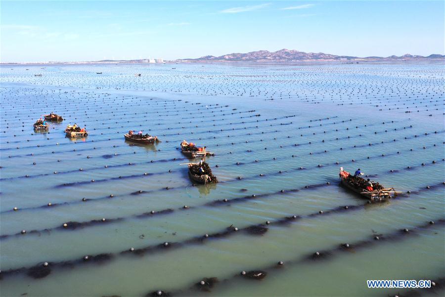 #CHINA-SHANDONG-RONGCHENG-KELP-HARVEST (CN)