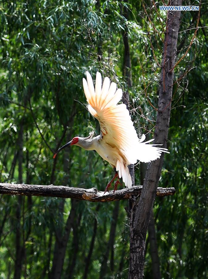 CHINA-SHAANXI-WILD CRESTED IBIS (CN)