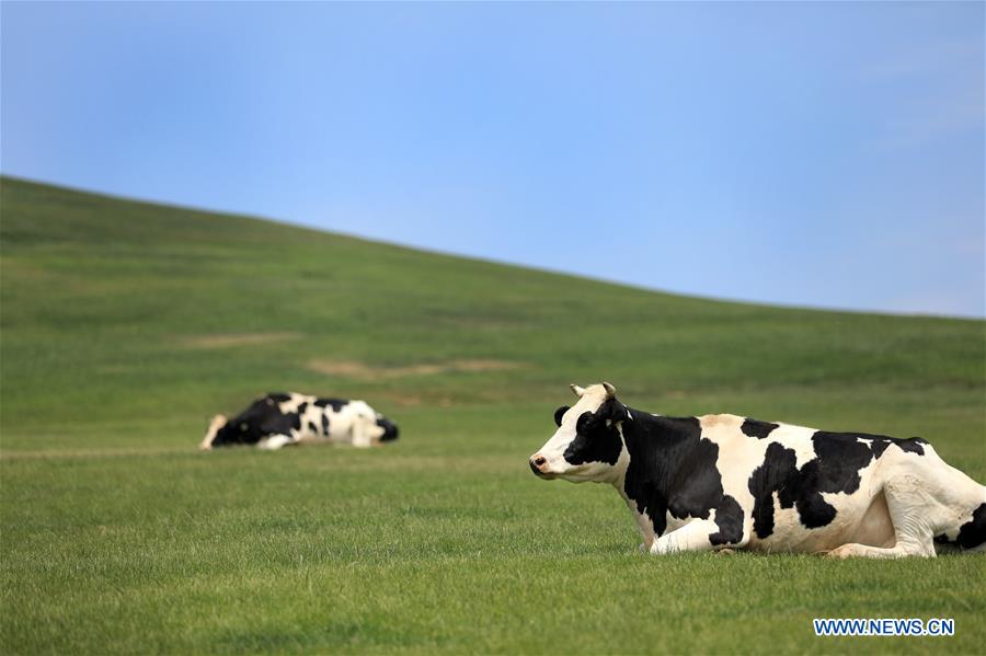 CHINA-DALIAN-PASTURELAND (CN)