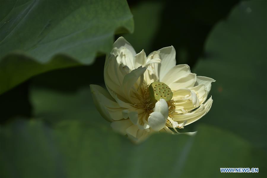 CHINA-HEBEI-XIANGHE-LOTUS FLOWERS (CN)