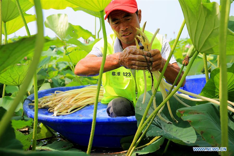 #CHINA-JIANGSU-SIHONG-LOTUS RHIZOME-HARVEST (CN)