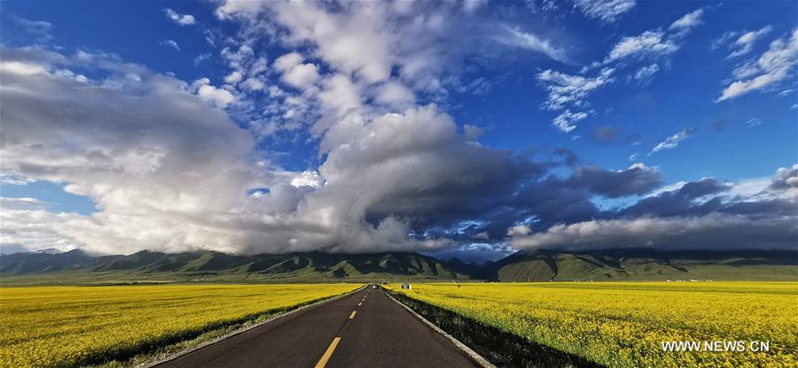 #CHINA-QINGHAI-MENYUAN-COLE FLOWER (CN)