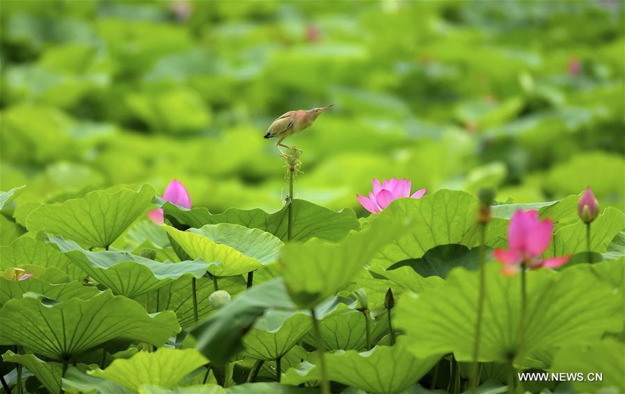 CHINA-TANGSHAN-LOTUS-SCENERY (CN)