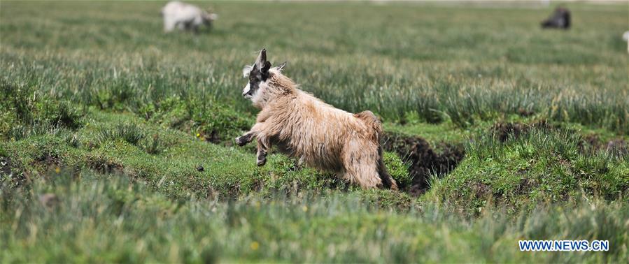 CHINA-TIBET-PASTURE (CN)