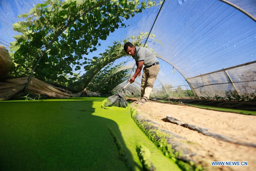 MIDEAST-GAZA-AZOLLA-LIVESTOCK