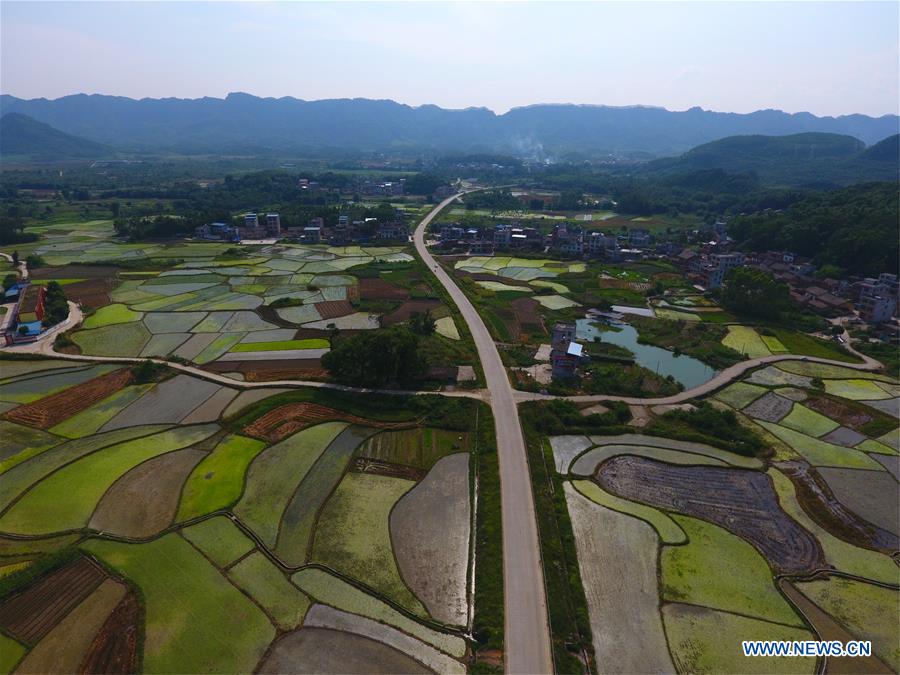 CHINA-GUANGXI-RONG'AN-FIELDS-SCENERY (CN)