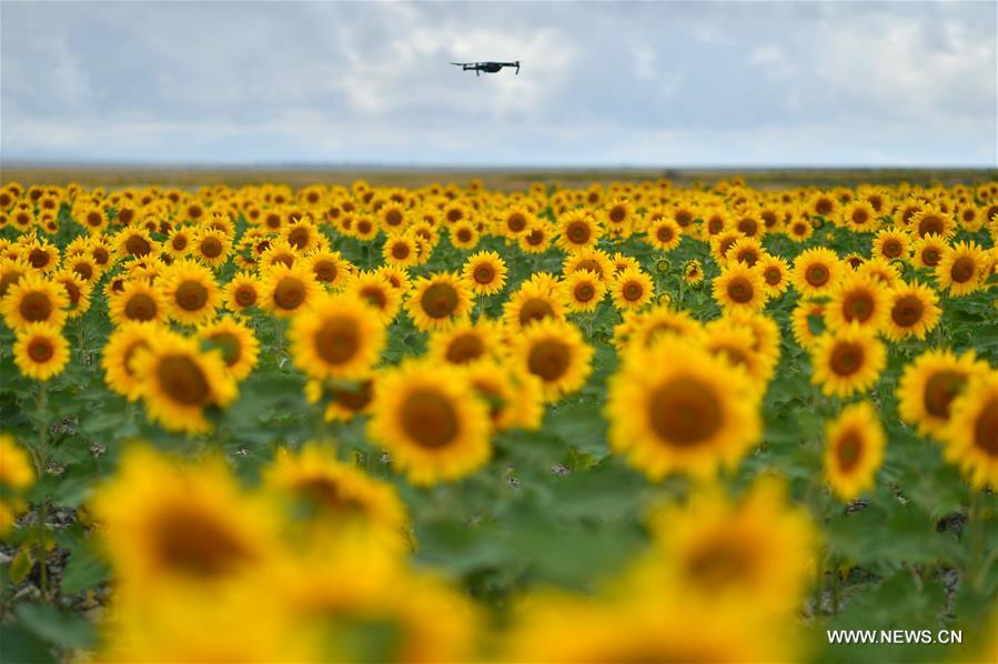 CHINA-GANSU-BAIYIN-SUNFLOWER (CN)