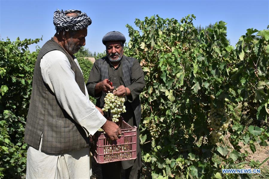 AFGHANISTAN-BALKH-VINEYARD